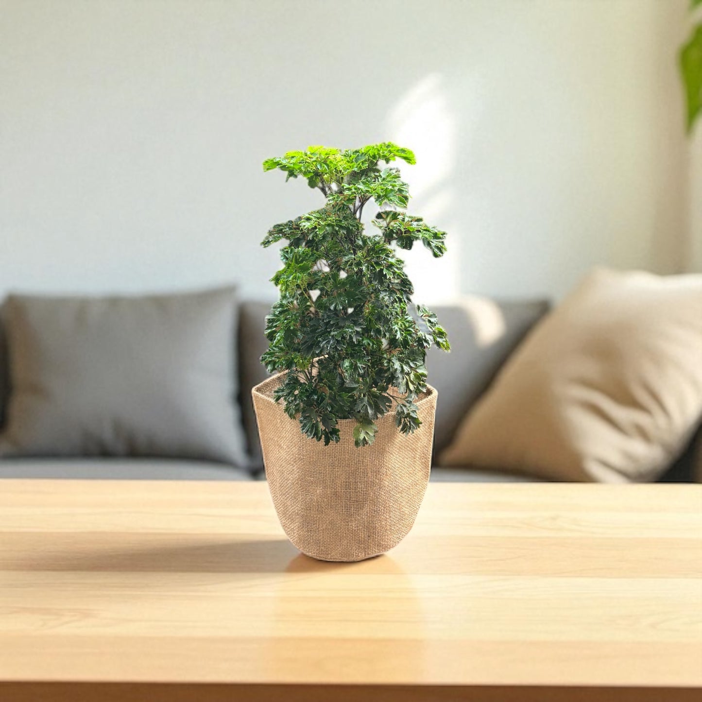 Planter Cover