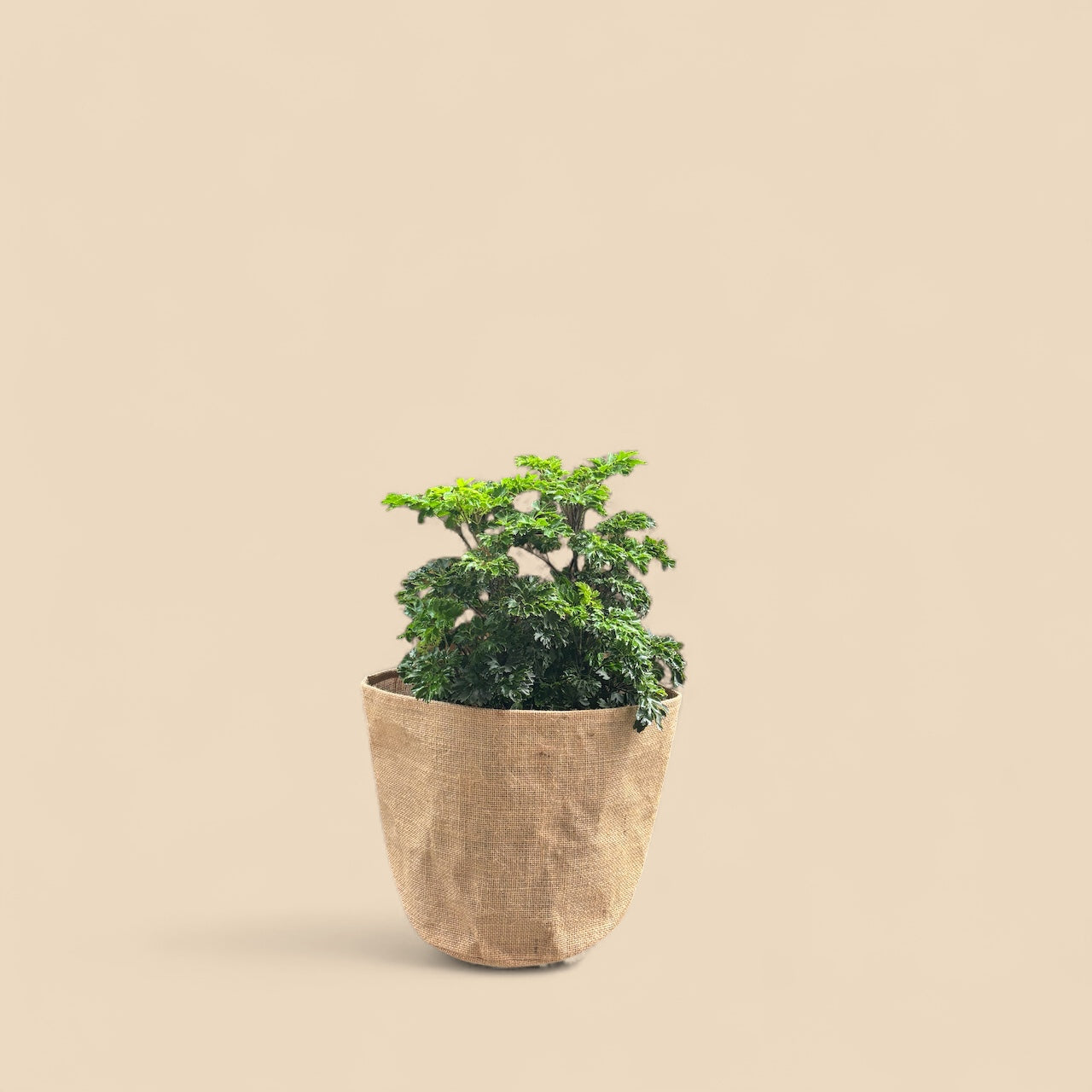 Planter Cover
