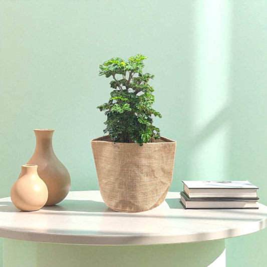 Planter Cover